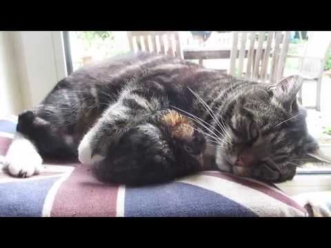 Cat Fondles Chick!