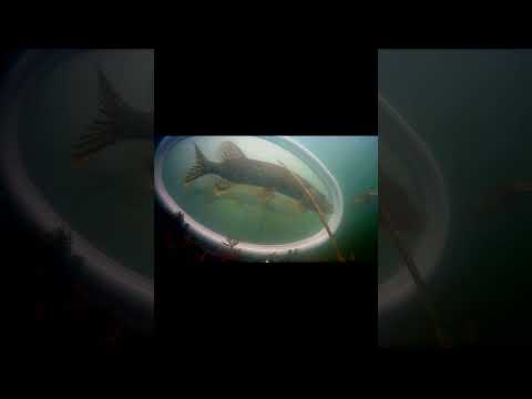  okiem kamery pod wodą -szczupak przeglądajacy się w lustrze#shorts #rybki #fish#shortsvideo 