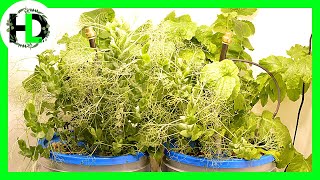 How Much Does Irrigation Frequency Effect Hydroponic Growth?