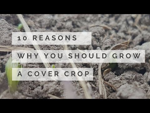 DAY 161 - 10 Reasons Why You Should Grow A Cover Crop