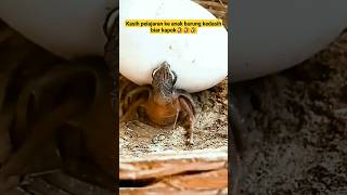 Download lagu biar kapok!!! anak burung kedasih ini di beri pelajaran!!! #short #shorts #fyp #trending #cuckoo mp3 Download lagu biar kapok!!! anak burung kedasih ini di beri pelajaran!!! #short #shorts #fyp #trending #cuckoo mp3