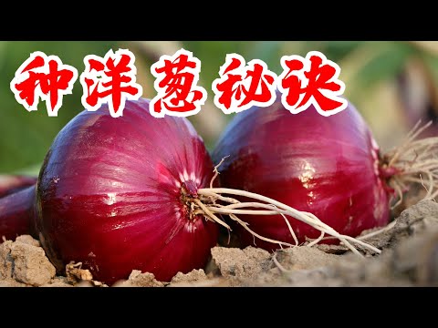 , title : '种洋葱的秘密 最详细的洋葱讲解视频 4种方法区别对比 Best Video on How to Plant, Grow, & Harvest Big Onions Complete Guide'