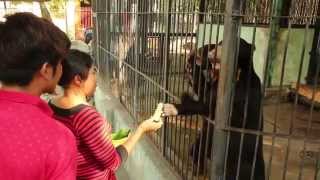 preview picture of video 'Feeding sun bear at Yadanabon Zoo, Mandalay'