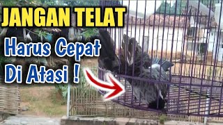 Download lagu PARAH Burung KUTILANG Terlalu Over BIRAHI Harus Di Atasi Dengan Sering BEGINI #channelburungmadura mp3