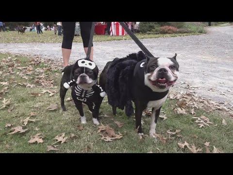 Dog lovers come together to celebrate spooky season - YouTube