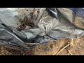 Multiple Ant Nests Under Tarp in Brick, NJ