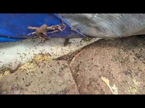 Multiple Ant Nests Under Tarp in Brick, NJ