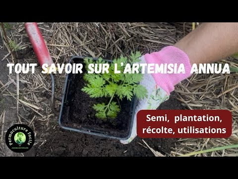 Grow Artemisia Annua: Permaculture Medicinal Herb Guide