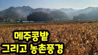 메주콩 밭 그리고 가을 시골풍경