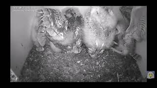 Nest box training