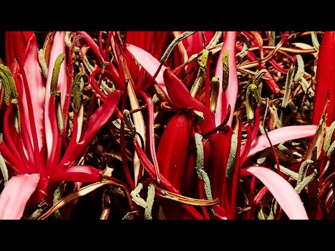 B.A 第7世代 時間は、存在しない。 | ポーラ