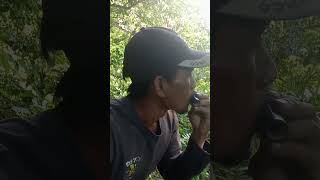 Download lagu Suara Ayam Hutan Betina Minta Kawin mp3