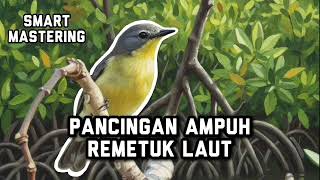 Download lagu REMETUK LAUT - TERAPI DAN PANCINGAN AGAR CEPAT GACOR mp3 Download lagu REMETUK LAUT - TERAPI DAN PANCINGAN AGAR CEPAT GACOR mp3
