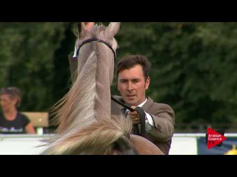 N.38 WAZEER SAHARA - Chantilly 2017 World Cup - Yearling Colts (Class 6A)