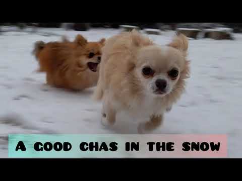 Cute dogs Max and Lucky (father and son) have fun in the snow. Lucky met the snow :-)!