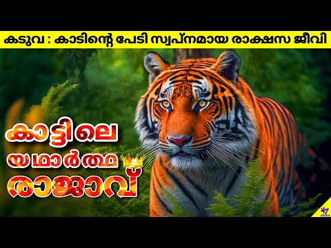 Tiger-The True King Of The Jungle | How It Rules The Jungle? | Facts Malayalam | 47 ARENA
