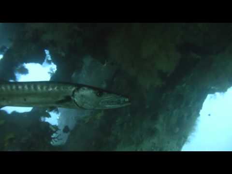 Barakuda Hermann, Liberty Wreck,Tulamben,Indonesien