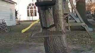 Field and stream tree stand review