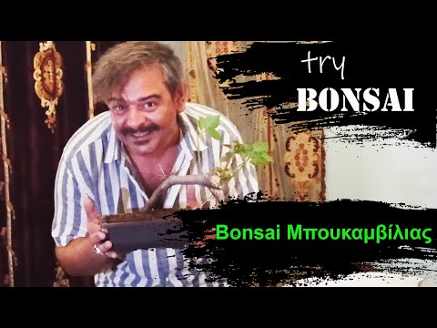 , title : 'Try Bonsai – Μπονσάι Μπουκαμβίλιας –  Bougainvillea Bonsai from Cuttings'