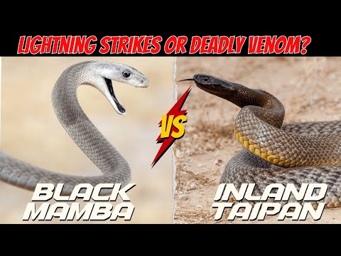 Black Mamba vs Inland Taipan — Speed vs Toxic Power (Who Wins?)