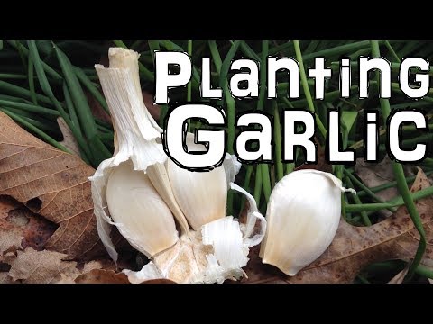 , title : 'Planting Garlic'