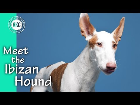 Meet the Ibizan Hound