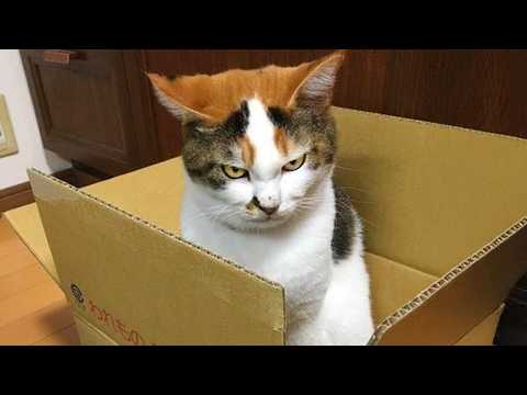 Le chat le plus stupide du monde Vidéos de chats drôles