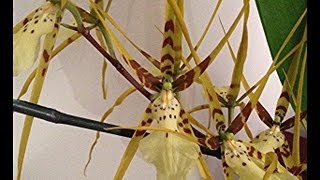 The Spider Orchid : new spikes and old blooms on this potted Oncidium Orchid in the Greenhouse