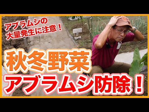 ニンニク煎じ薬 黒アブラムシに対する天然自家製殺虫剤 オレンジ レモンの木