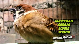 Download lagu Mudah Masuk‼️Masteran Burung Gereja Tarung Durasi Panjang Suara Jernih | @kicautembak mp3 Download lagu Mudah Masuk‼️Masteran Burung Gereja Tarung Durasi Panjang Suara Jernih | @kicautembak mp3