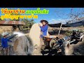ผู้บ่าวไทบ้านพามาดู วิธีเผาถ่าน ภู�