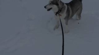 College Days - Robert Earl Keen Jr.