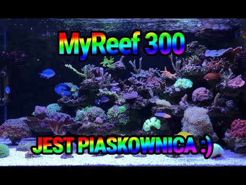 (144) MyReef 300 - Jest piaskownica :) - Akwarium morskie - Reef aquarium