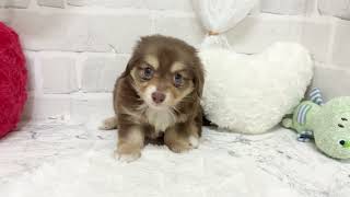 ハーフ犬の動画01