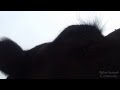 Коба Батуми - Верблюды плачут слыша о Пророке [редкие кадры] 
