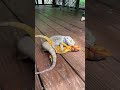 Bearded Dragons Mating