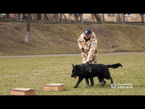 Франківська поліція зняла ролик про своїх чотирилапих помічників. ВІДЕО