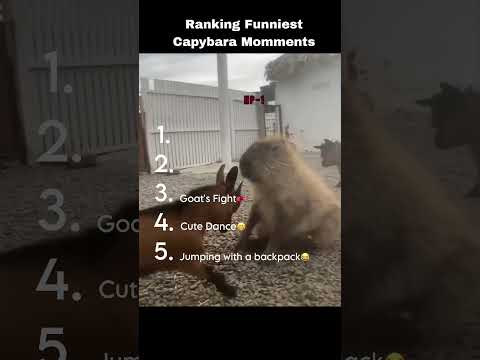 When Capybaras Make You LOL🤣