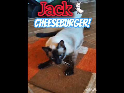 "FUR BABY" JACKIE BURGER! 🍔 #cat #kitten #meow #siamese #dailyshorts #shorts #cute #catlover #pets