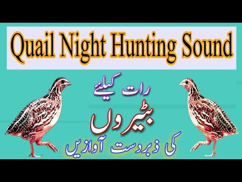 Batairi Ki Awaz Mp3 Mp4 3GP Video & Mp3 Download unlimited Videos Download Batairi Ki Awaz Mp3 Mp4 3GP Video & Mp3 Download unlimited Videos Download