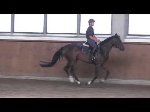 Belantis-Quaterback DSP mare * 2016 sold