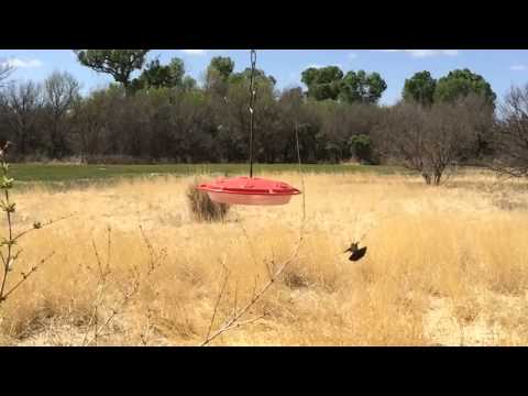 Broad-billed hummingbirds