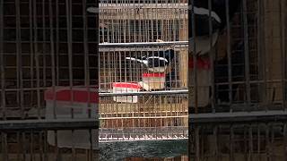 Download lagu SUARA BURUNG | Petarung mode Magpie Robin #burung #magpierobin #petarungburung mp3 Download lagu SUARA BURUNG | Petarung mode Magpie Robin #burung #magpierobin #petarungburung mp3