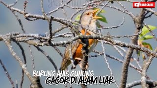 Download lagu BURUNG ANIS GUNUNG/ANIS PUNGGUNG KELABU GACOR DI ALAM LIAR (Hunting burung di alam liar) mp3 Download lagu BURUNG ANIS GUNUNG/ANIS PUNGGUNG KELABU GACOR DI ALAM LIAR (Hunting burung di alam liar) mp3