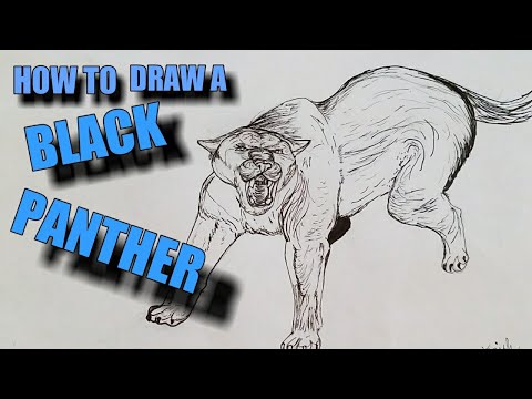 How to draw a black panther (animal).