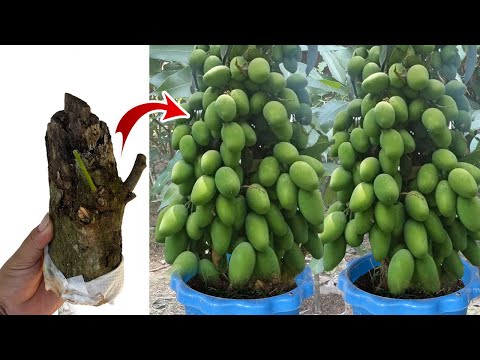 , title : 'Best Techniques Growing Mango Tree to bears much fruit with Duck eggs and Aloe Vera'