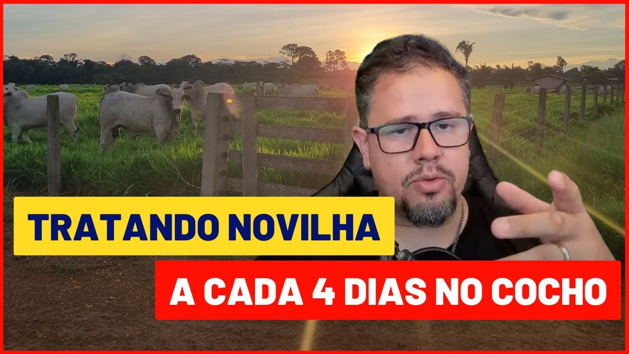 Tratar novilha a cada 4 dias dá certo?