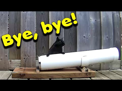 Does YouTube Squirrel Trap work?