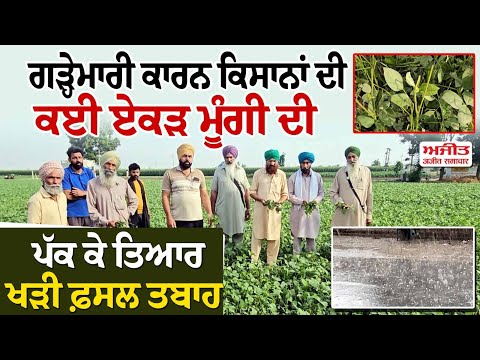 ਕੁਦਰਤ ਦੇ ਕਹਿਰ ਨੇ ਅੰਨਦਾਤਾ ਦੀਆਂ ਆਸਾਂ 'ਤੇ ਫੇਰਿਆ ਪਾਣੀ 