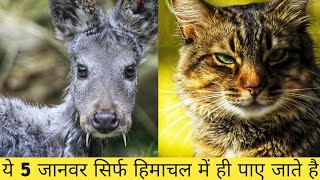 5 ऐसे जानवर जो सिर्फ हिमाचल में ही पाए जाते है || 5 animals only in Himachal Pradesh || 2021
